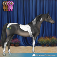 Horse Color:Black Tobiano