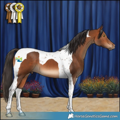 Horse Color:Bay Tobiano 