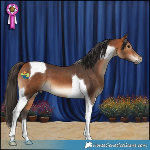 Horse Color:Bay Tobiano 