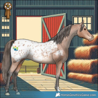 Horse Color:Bay Appaloosa