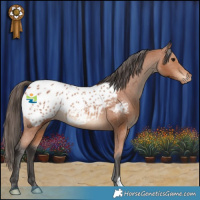Horse Color:Bay Appaloosa 