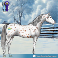 Horse Color:Bay Appaloosa