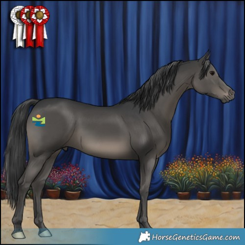 Horse Color:Black 