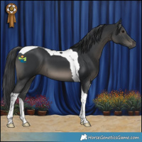 Horse Color:Black Tobiano 