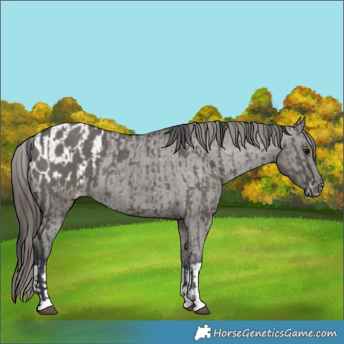 Horse Color:Grullo and Grullo Appaloosa