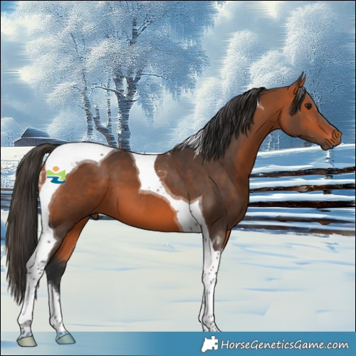 Horse Color:Bay Tobiano 