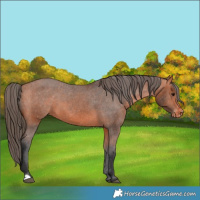 Horse Color:Bay Appaloosa 