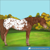 Horse Color:Chestnut Appaloosa 