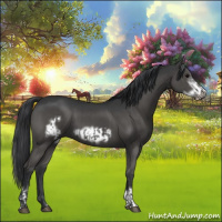 Horse Color:Grullo  and Grullo Frame 