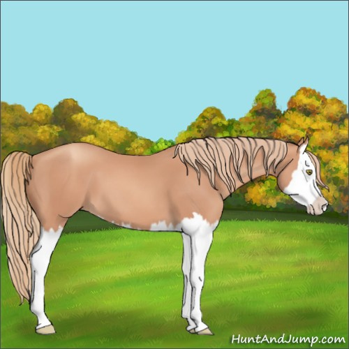 Horse Color:Gold Champagne Splash