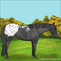 Horse Color:Black Appaloosa