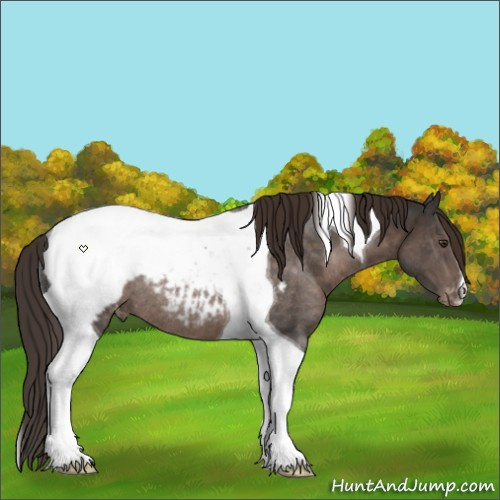 Horse Color:Liver Chestnut Tobiano Appaloosa Rabicano 
