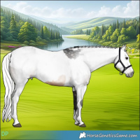 Horse Color:Gray Brown Rabicano  and Gray Brown Tobiano 