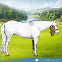 Horse Color:Gray Brown Rabicano  and Gray Brown Tobiano 