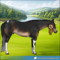 Horse Color:Gray Brown Rabicano and Gray Brown Tobiano