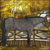 Horse Color:Grullo  and Black 