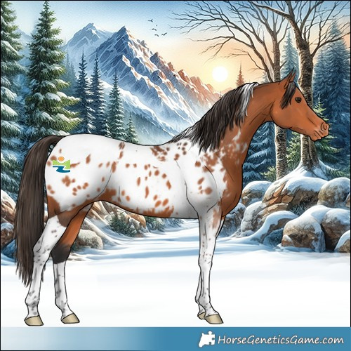 Horse Color:Bay Tobiano Appaloosa 