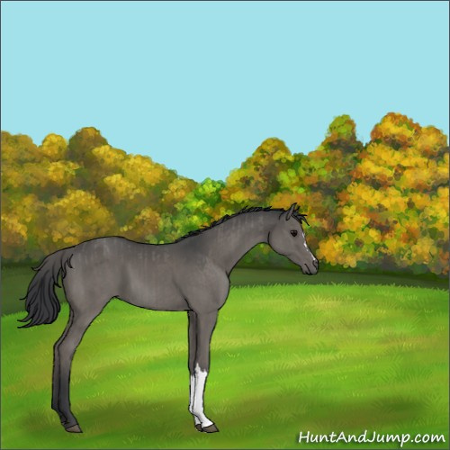 Horse Color:Grullo  and Grullo 