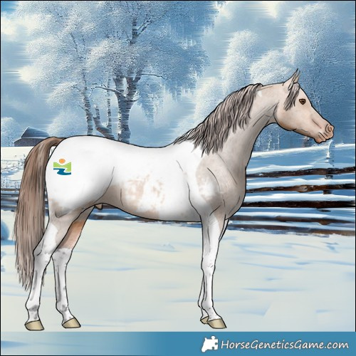 Horse Color:Bay Dun Tobiano Appaloosa 