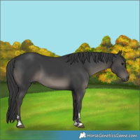 Horse Color:Black 