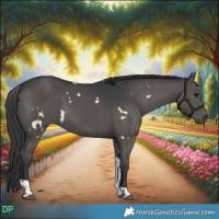 Horse Color:White Spotted Black Tobiano 