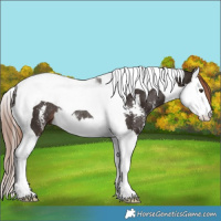 Horse Color:Liver Chestnut Sabino Splash Tobiano Rabicano 