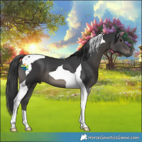 Horse Color:Black Tobiano 