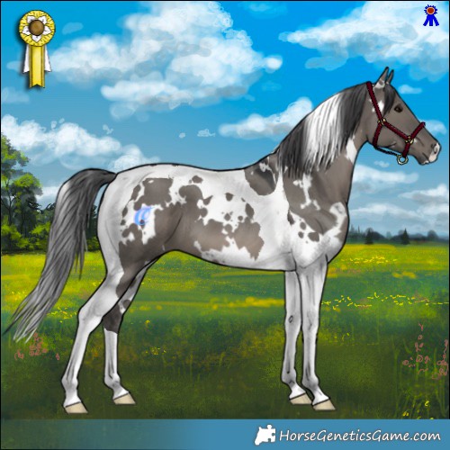 Horse Color:White Spotted Grullo Tobiano 