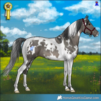 Horse Color:White Spotted Grullo Tobiano
