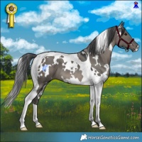 Horse Color:White Spotted Grullo Tobiano 