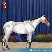 Horse Color:White Spotted Bay Roan Appaloosa Rabicano 