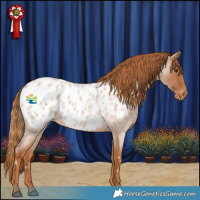 Horse Color:White Spotted Red Roan Appaloosa Rabicano 