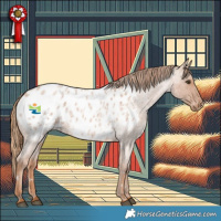 Horse Color:White Spotted Red Roan Appaloosa Rabicano 