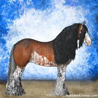 Horse Color:Bay Rabicano  and Bay Splash Rabicano 