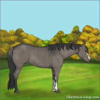 Horse Color:Grullo  and Grullo 