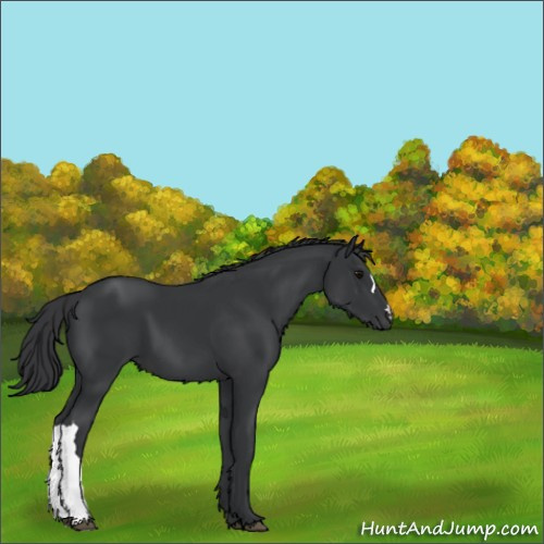 Horse Color:Black 