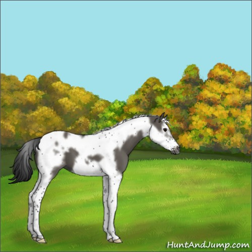 Horse Color:Gray Grullo Splash Tobiano Frame 