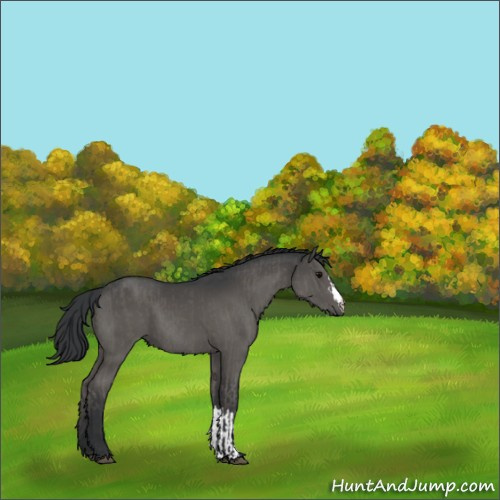 Horse Color:Grullo  and Grullo 