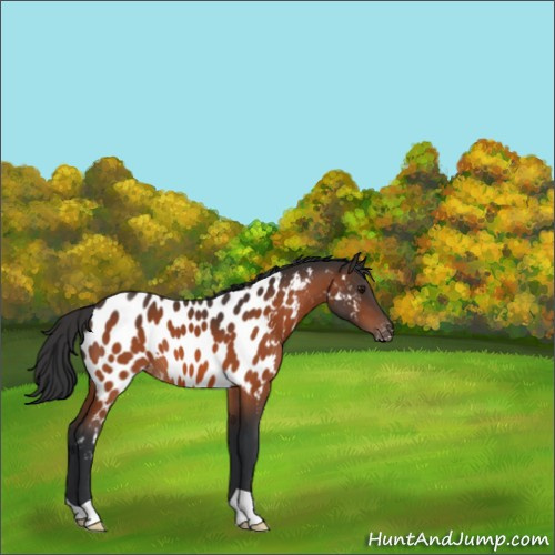 Horse Color:Bay Appaloosa 