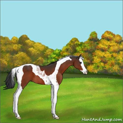 Horse Color:Bay Splash Tobiano 