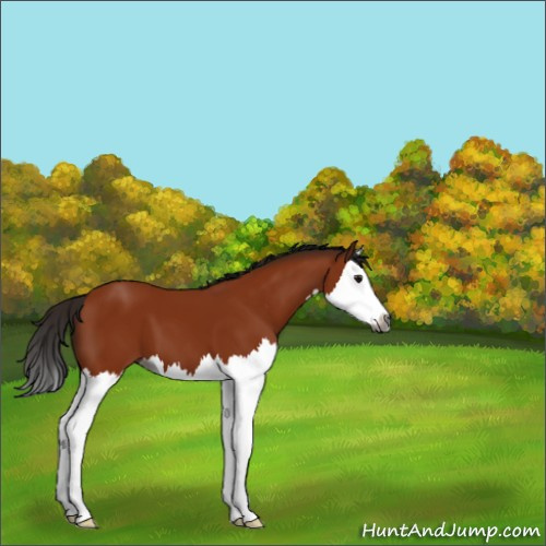 Horse Color:Gray Bay Sabino Splash 