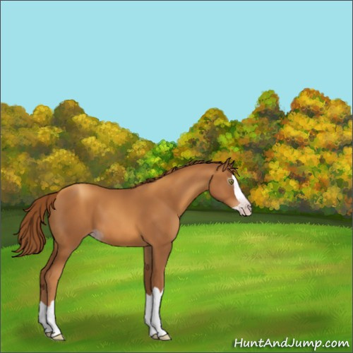 Horse Color:Gray Gold Champagne Splash 