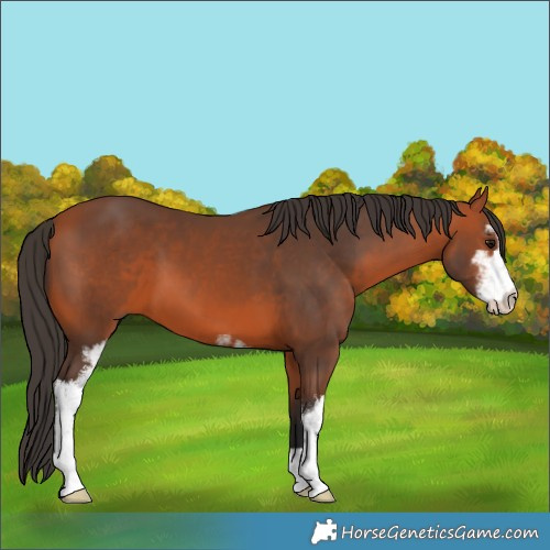 Horse Color:Bay Sabino 
