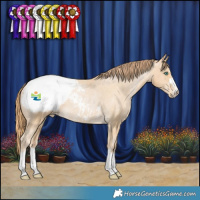 Horse Color:Smoky Black Pearl Appaloosa Rabicano 