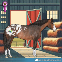 Horse Color:Bay Blanket Rabicano 