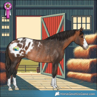 Horse Color:Bay Appaloosa Rabicano 