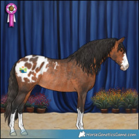 Horse Color:Bay Appaloosa Rabicano 