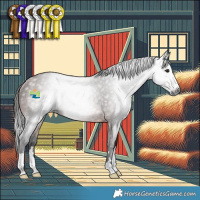 Horse Color:Gray Bay Rabicano 