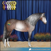 Horse Color:Gray Bay Rabicano