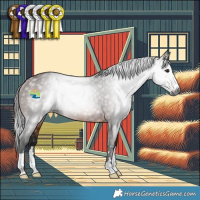 Horse Color:Gray Bay Rabicano